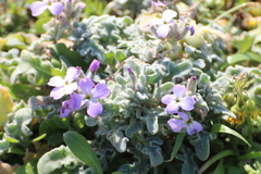 Matthiola tricuspidata