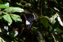 Papilio aegeus ormenus
