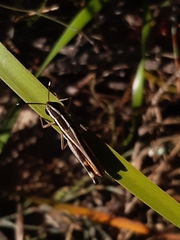 Macrotona australis