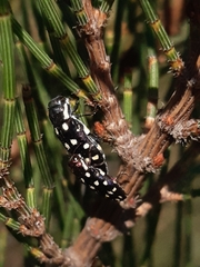 Diphucrania duodecimmaculata