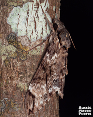 Psilogramma menephron