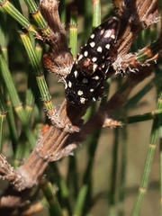 Diphucrania duodecimmaculata