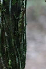 Anolis transversalis