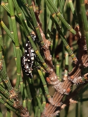 Diphucrania duodecimmaculata