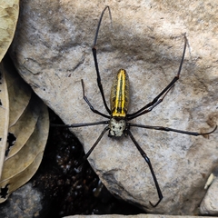 Nephila