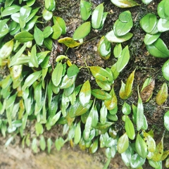 Lemmaphyllum drymoglossoides