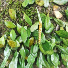 Lemmaphyllum drymoglossoides