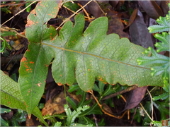 Stegnogramma wilfordii