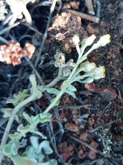Helichrysum patulum