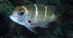 Monotaxis heterodon