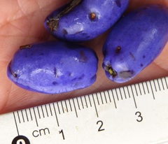 Dianella tasmanica