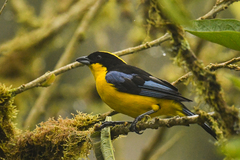 Anisognathus somptuosus