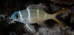 Monotaxis heterodon