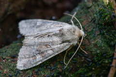 Parastichtis suspecta