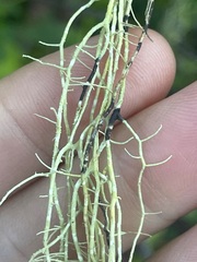 Usnea longissima