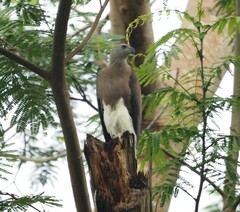 Haliaeetus ichthyaetus