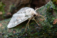 Parastichtis suspecta