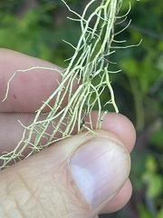 Usnea longissima