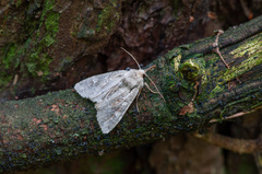 Parastichtis suspecta