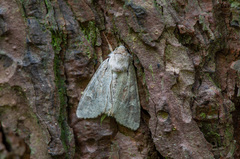 Parastichtis suspecta