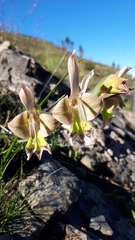 Gladiolus ceresianus