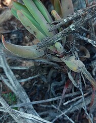Crassula