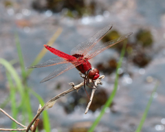 Urothemis aliena