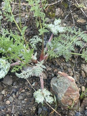 Lomatium dasycarpum