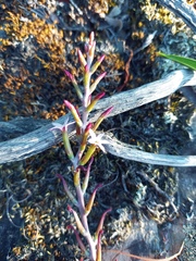 Adromischus maculatus