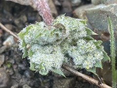 Lomatium dasycarpum
