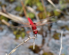 Urothemis aliena