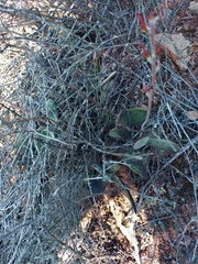 Adromischus maculatus