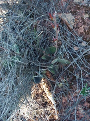 Adromischus maculatus