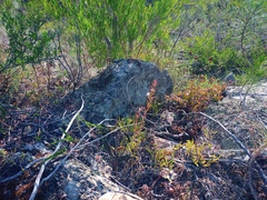 Adromischus maculatus