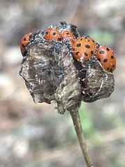 Hippodamia convergens