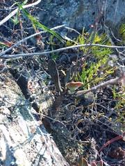 Adromischus maculatus