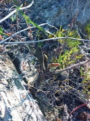 Adromischus maculatus