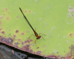 Austrocnemis splendida