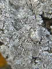 Dimelaena