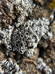 Dimelaena