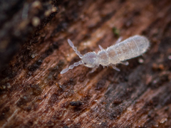 Vertagopus pseudocinereus