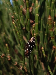 Diphucrania duodecimmaculata