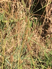 Eyprepocnemis plorans