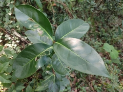 Microtropis wallichiana