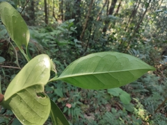 Microtropis wallichiana