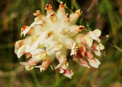 Anthyllis vulneraria alpestris