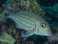 Lethrinus ornatus