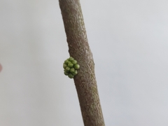 Microtropis wallichiana