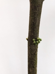 Microtropis wallichiana