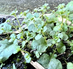 Pilea peploides major
